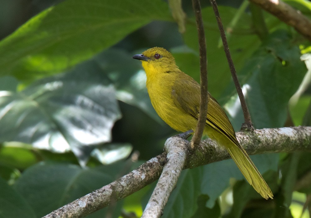Joyful Greenbul - Lars Petersson | My World of Bird Photography