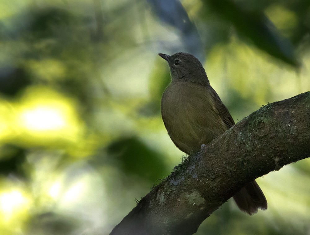 Ansorge's Greenbul - Lars Petersson | My World of Bird Photography