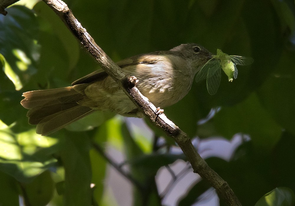 Ansorge's Greenbul - ML205990321