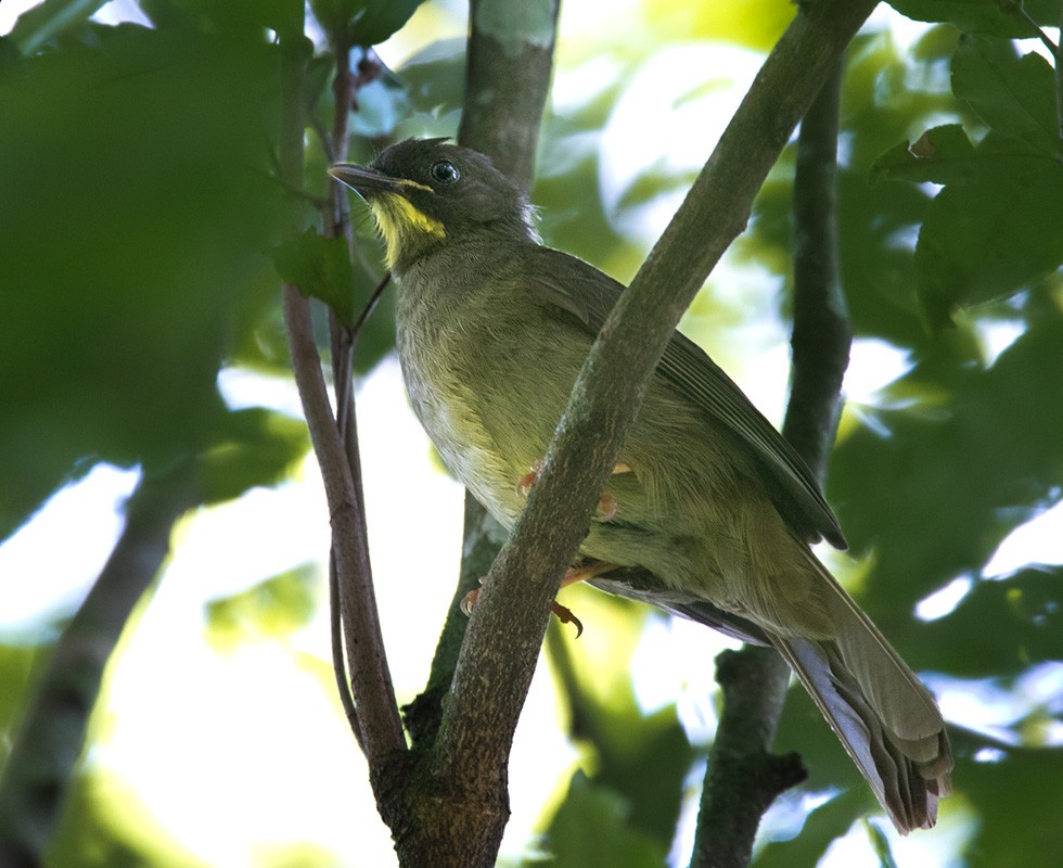 Bulbul à moustaches jaunes - ML205990331