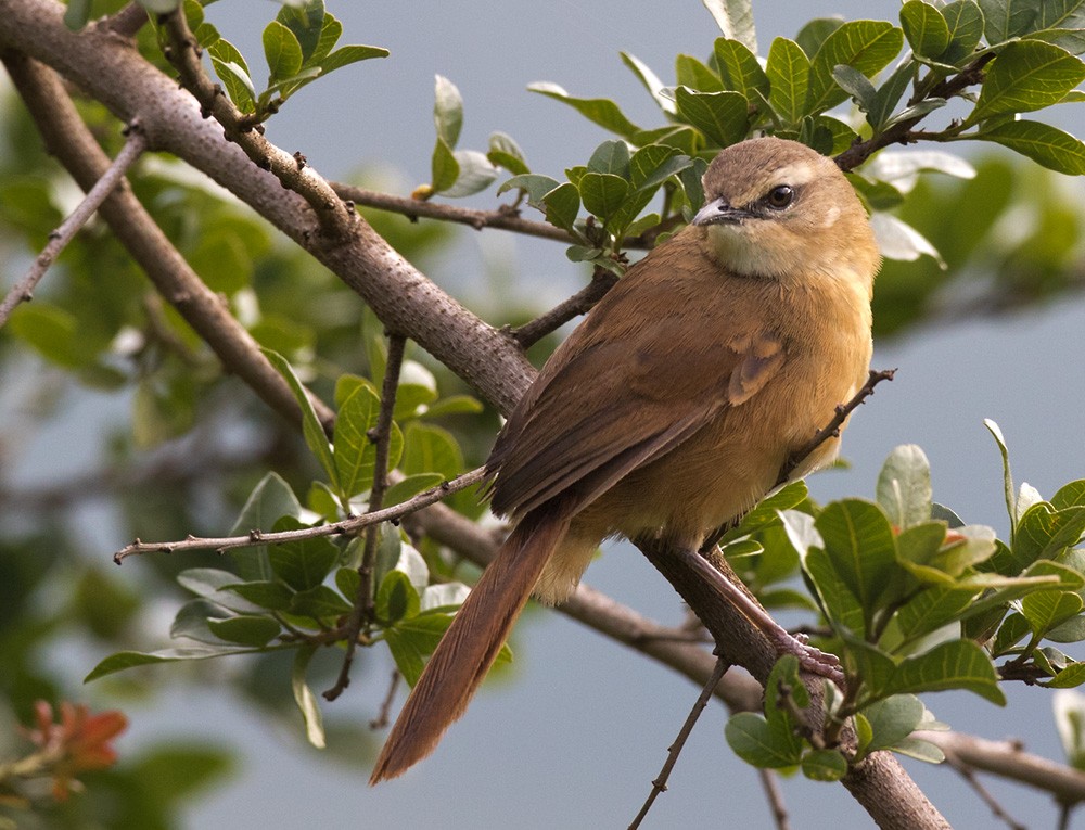 Cinnamon Bracken-Warbler - ML205990361