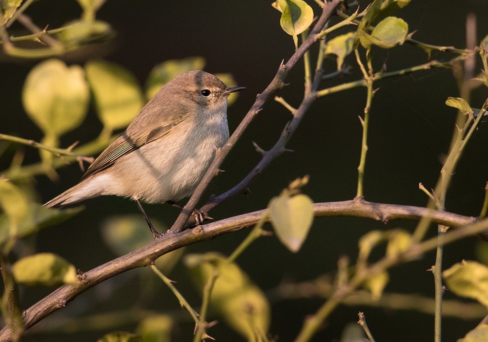 Common Chiffchaff (Siberian) - ML205990441