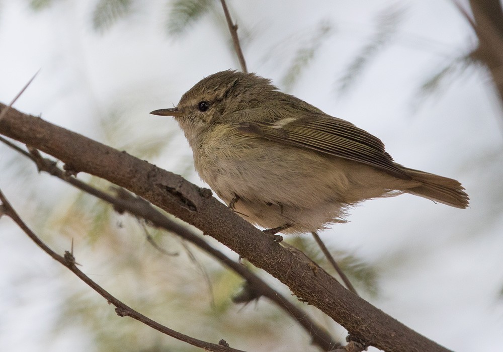 Mosquitero de Hume - ML205990461