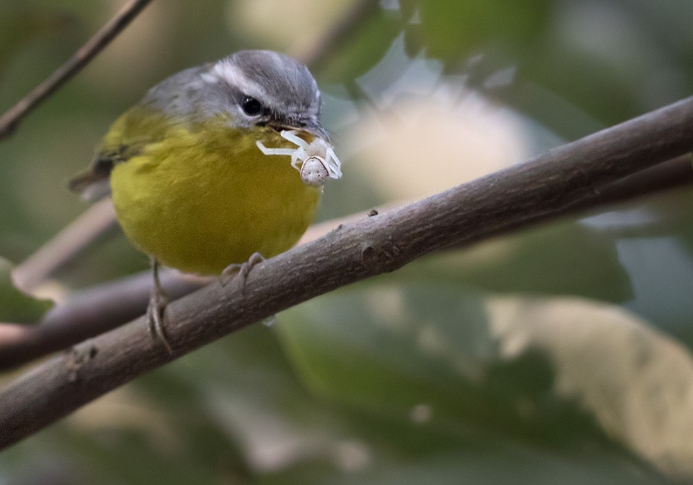 Gray-hooded Warbler - ML205990471