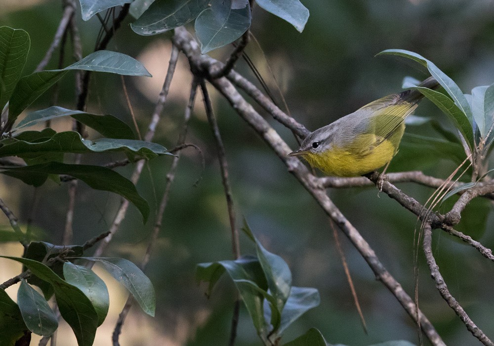 Gray-hooded Warbler - ML205990481