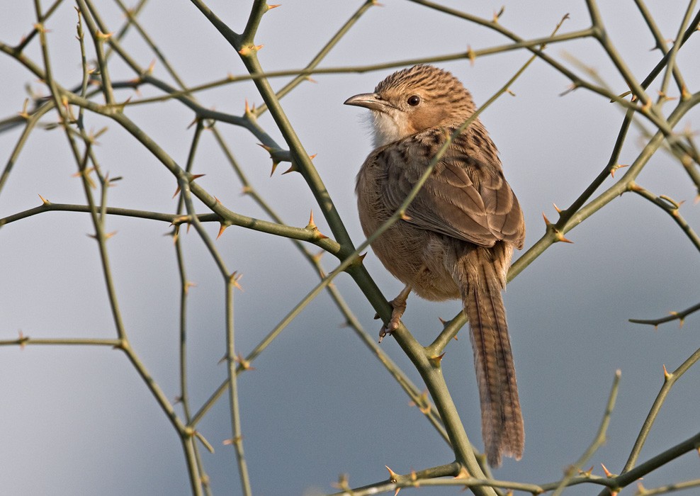 Common Babbler - Lars Petersson | My World of Bird Photography