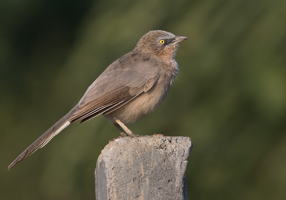 Large Gray Babbler - Lars Petersson | My World of Bird Photography