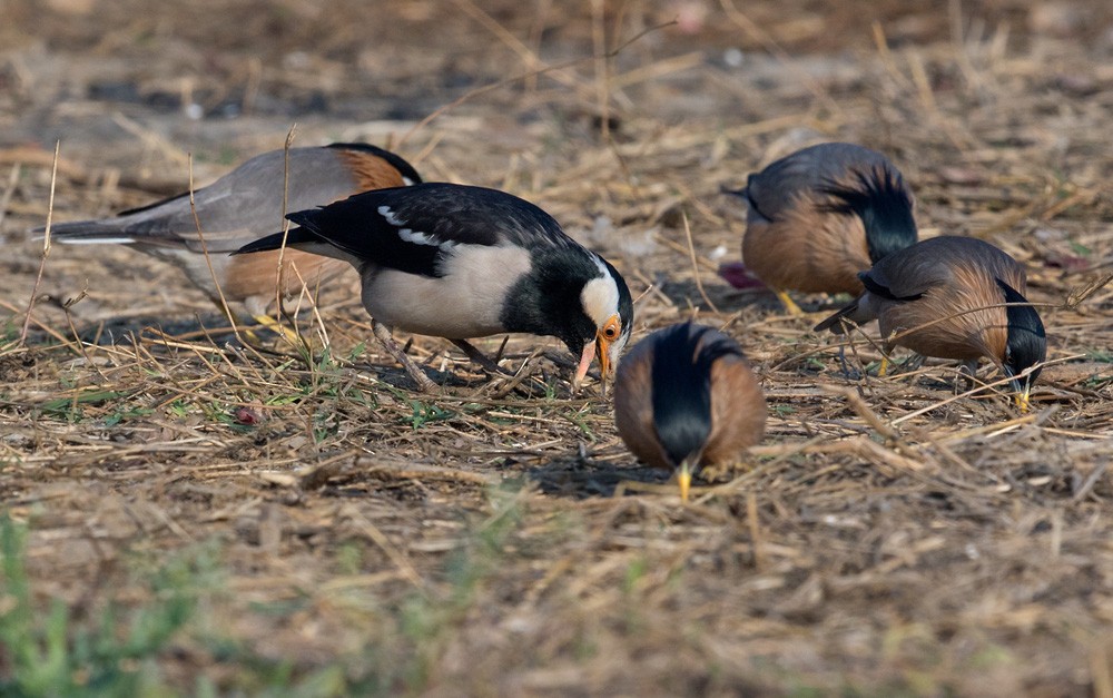 Indian Pied Starling - ML205990861