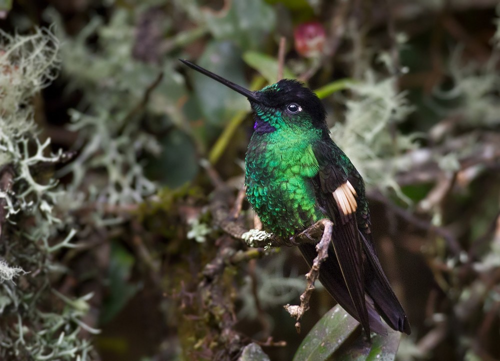 Buff-winged Starfrontlet - ML205990991