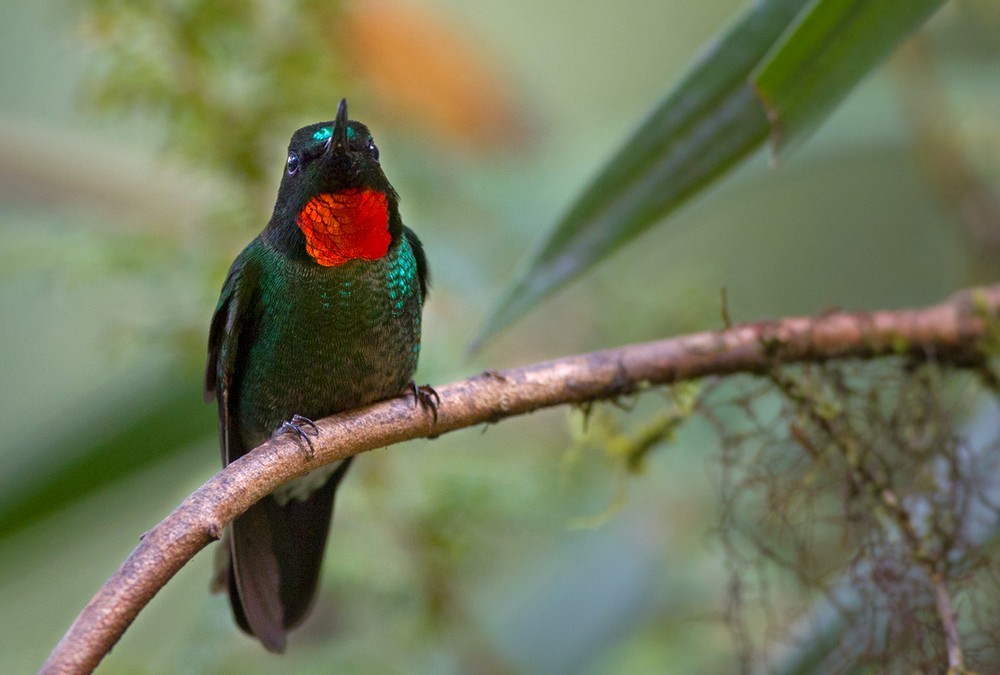 Colibrí Lucero - ML205991161