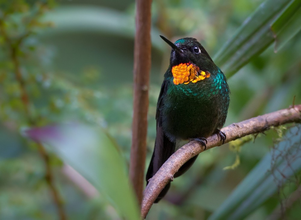 Colibrí Lucero - ML205991171