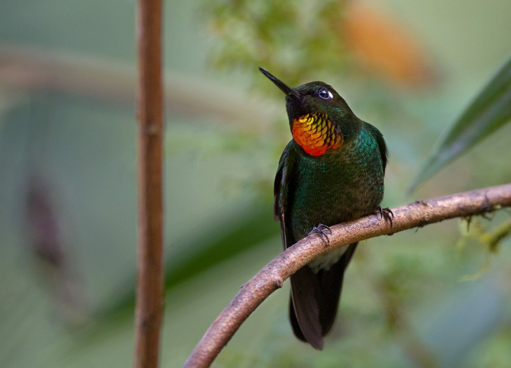 Colibrí Lucero - ML205991181