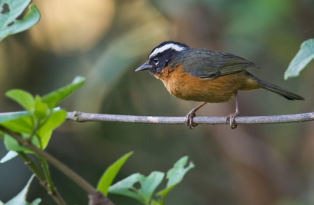 Black-eared Hemispingus (Piura) - Lars Petersson | My World of Bird Photography