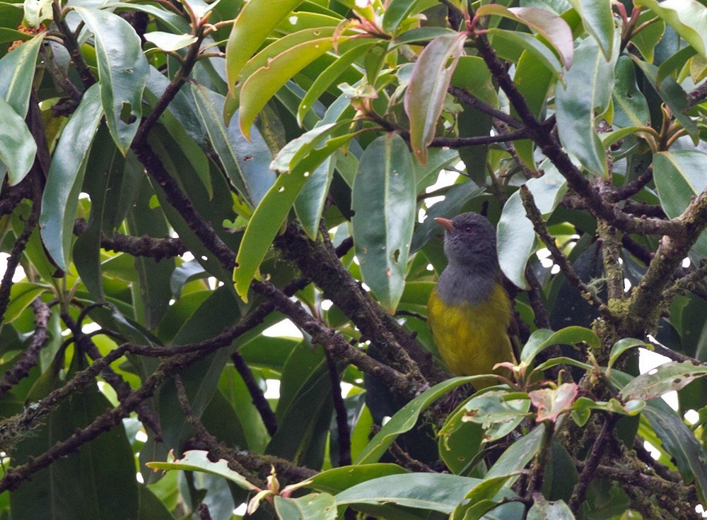 Gray-hooded Bush Tanager (rubrirostris) - Lars Petersson | My World of Bird Photography