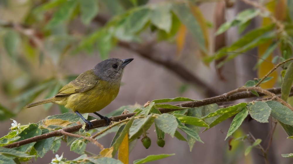 White-shouldered Tanager - ML205991341