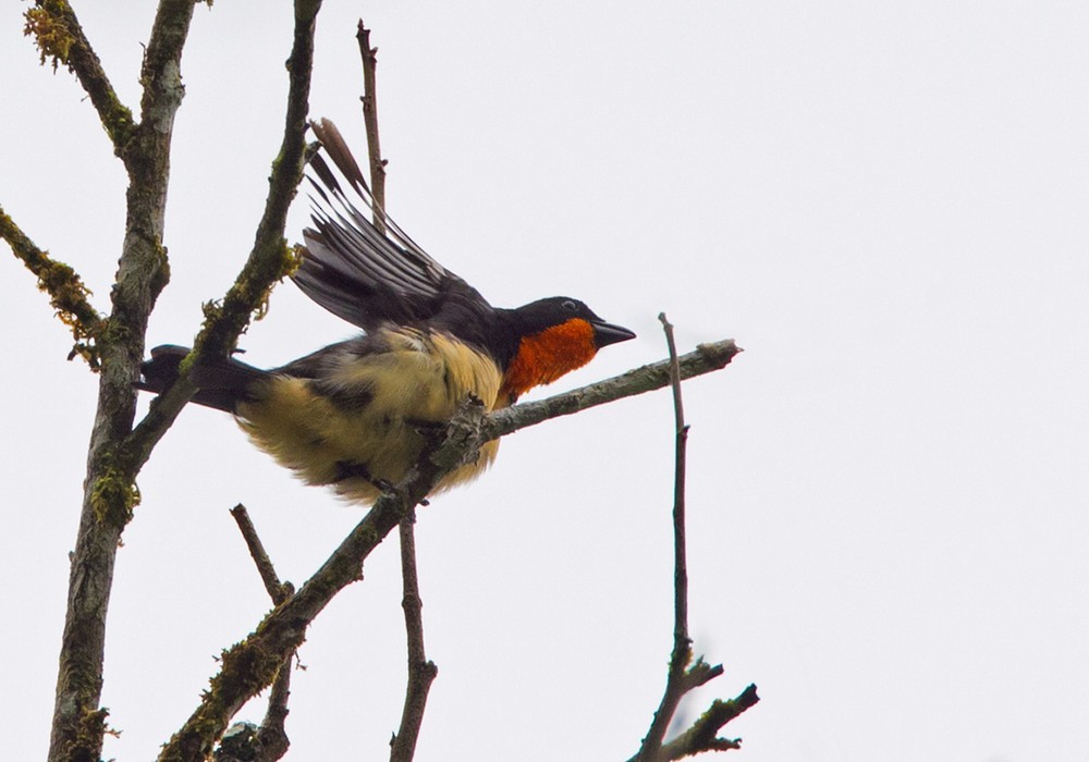 Orange-throated Tanager - Lars Petersson | My World of Bird Photography