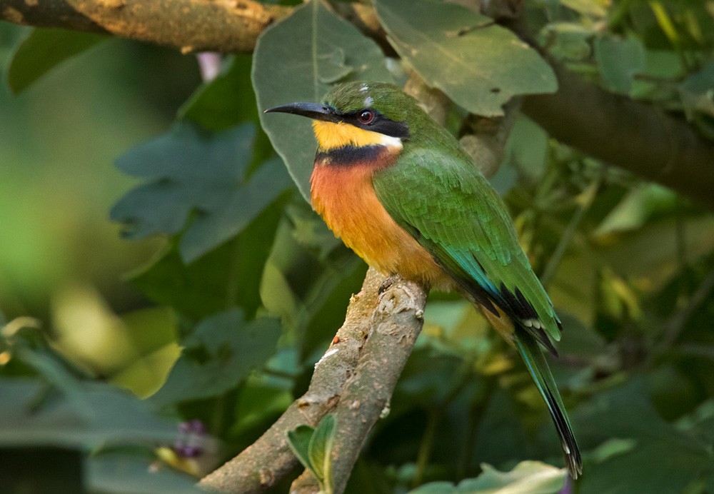 Cinnamon-chested Bee-eater - ML205991521