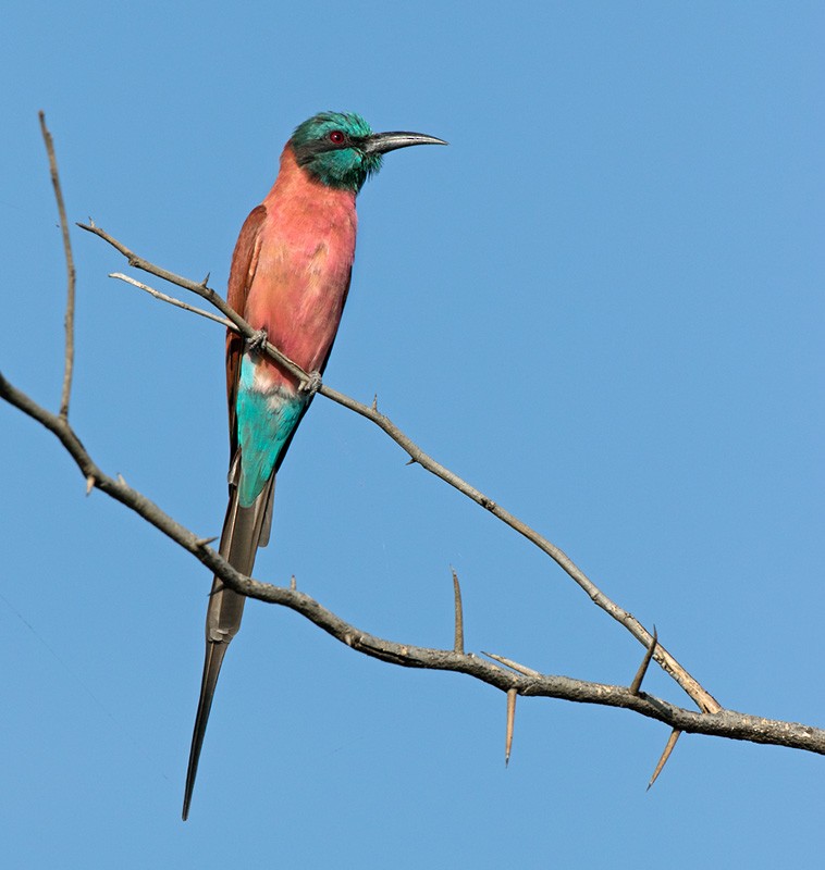 Northern Carmine Bee-eater - ML205991581