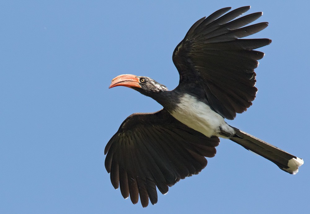 Crowned Hornbill - ML205991731