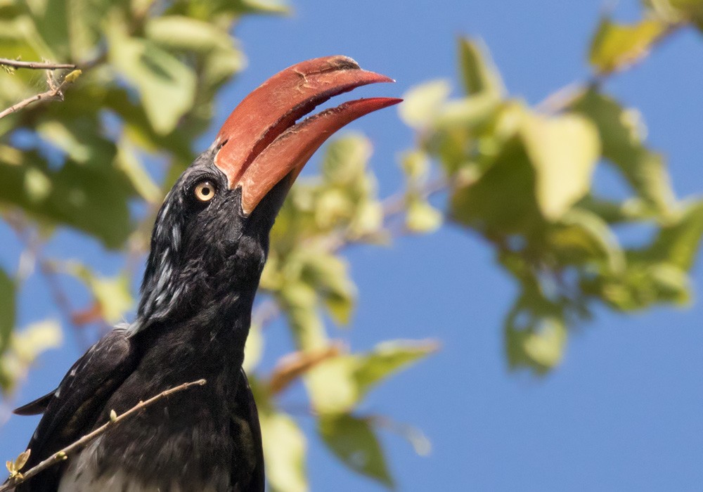 Crowned Hornbill - ML205991751