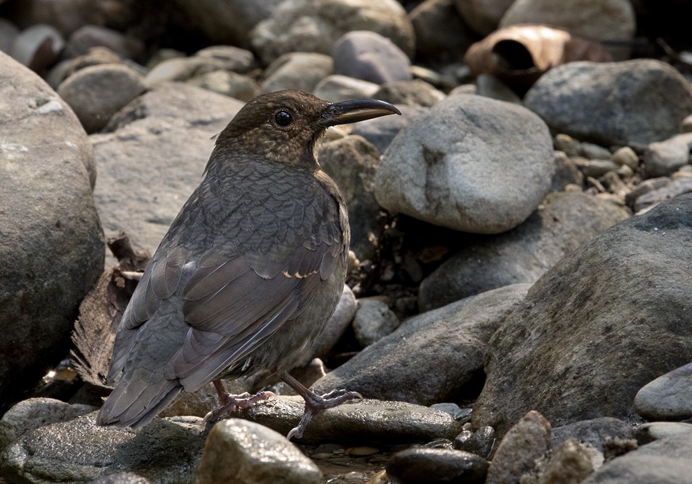 Long-billed Thrush - Lars Petersson | My World of Bird Photography