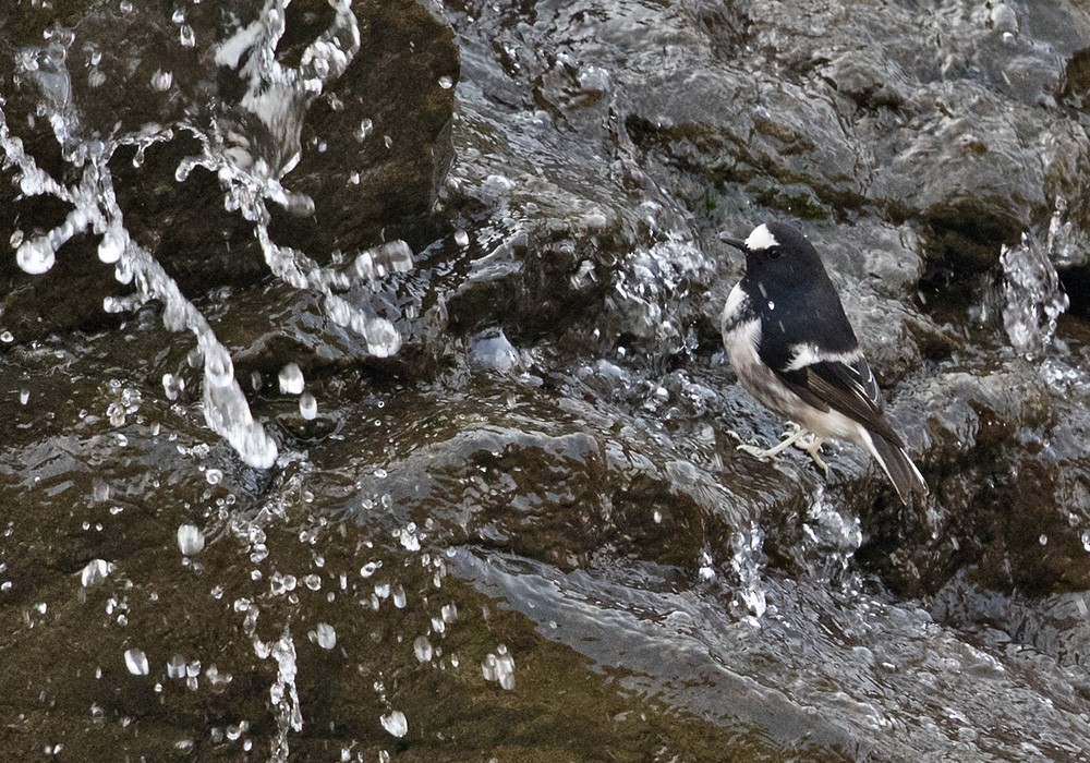 Little Forktail - Lars Petersson | My World of Bird Photography