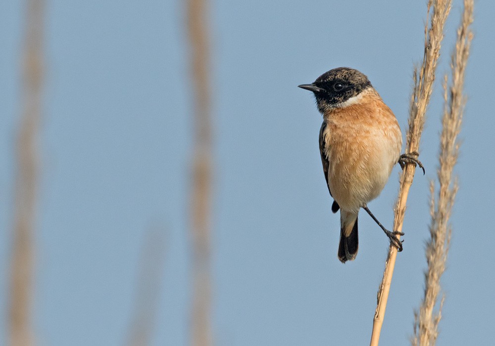 Siberian Stonechat - ML205992031