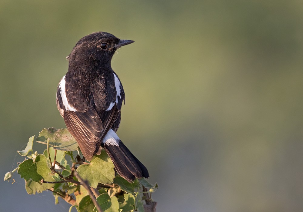 Pied Bushchat - ML205992081