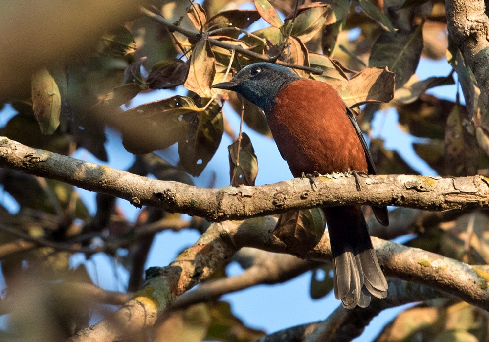 Chestnut-bellied Rock-Thrush - ML205992191