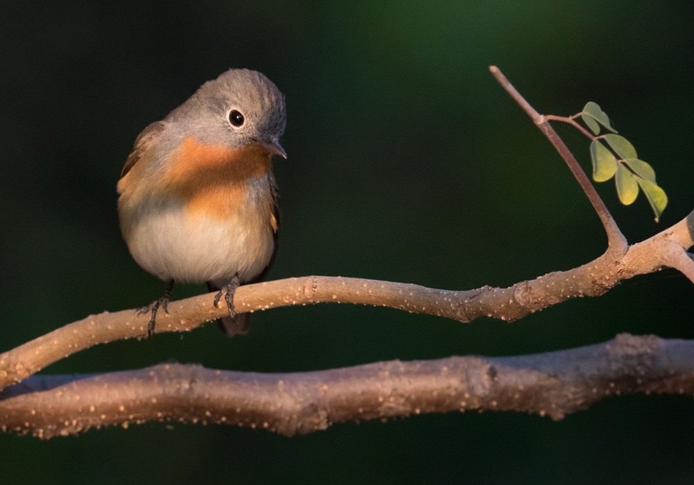 Red-breasted Flycatcher - ML205992201