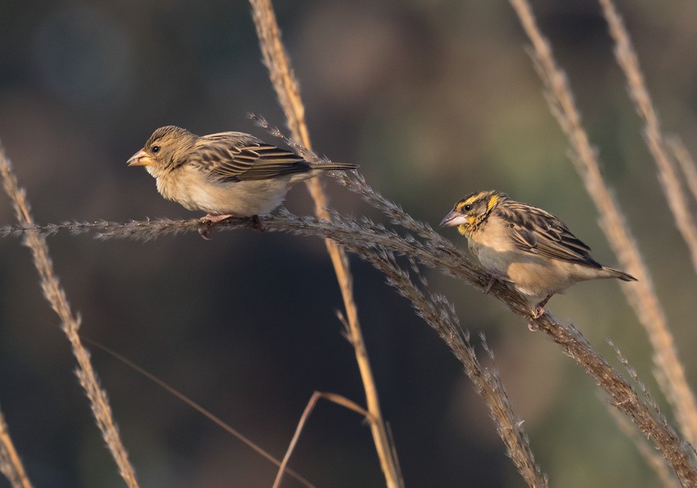 Black-breasted Weaver - ML205992321