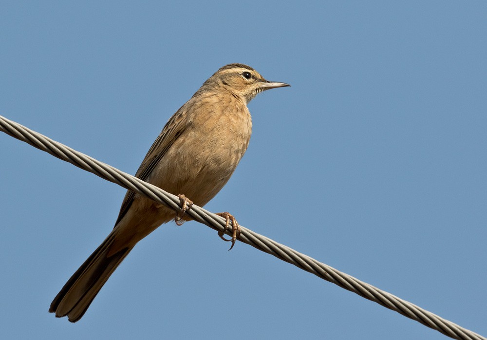 Pipit à long bec (jerdoni/decaptus) - ML205992361