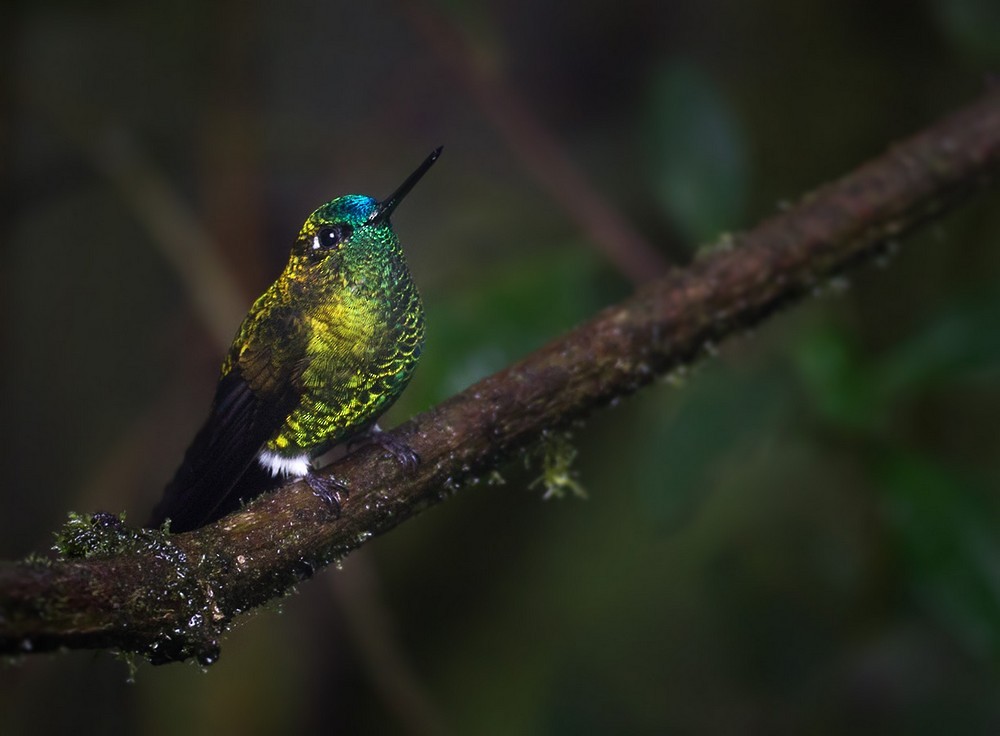 Sapphire-vented Puffleg (Sapphire-vented) - ML205992391