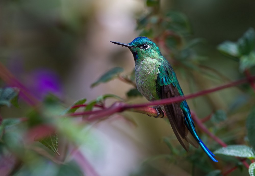 Long-tailed Sylph - ML205992561