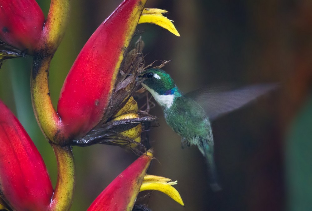 White-throated Daggerbill - Lars Petersson | My World of Bird Photography