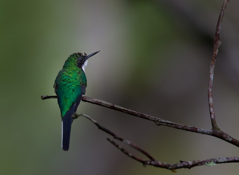 kolibřík černouchý - ML205992621