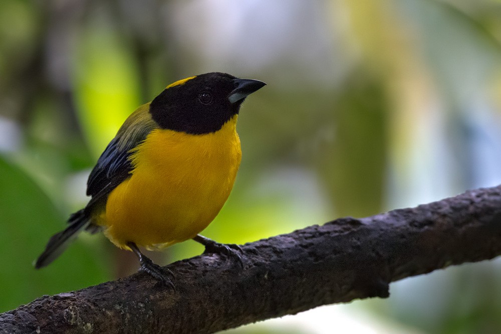 Black-chinned Mountain Tanager - ML205992671