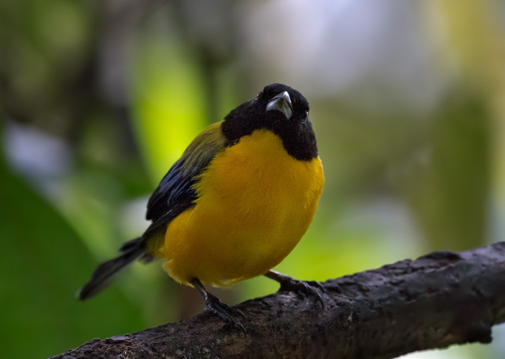 Black-chinned Mountain Tanager - ML205992681
