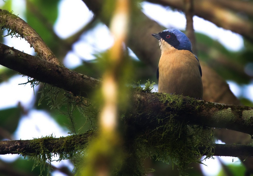 Fawn-breasted Tanager - ML205992731