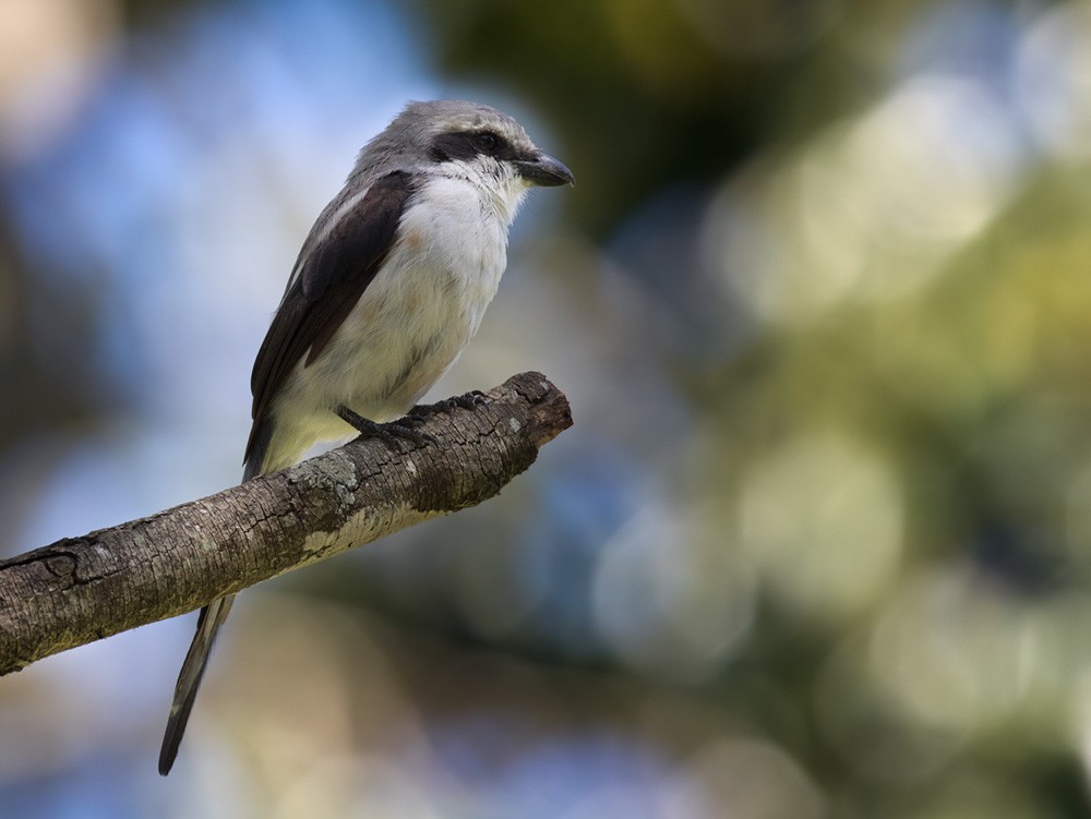 Mackinnon's Shrike - ML205992991