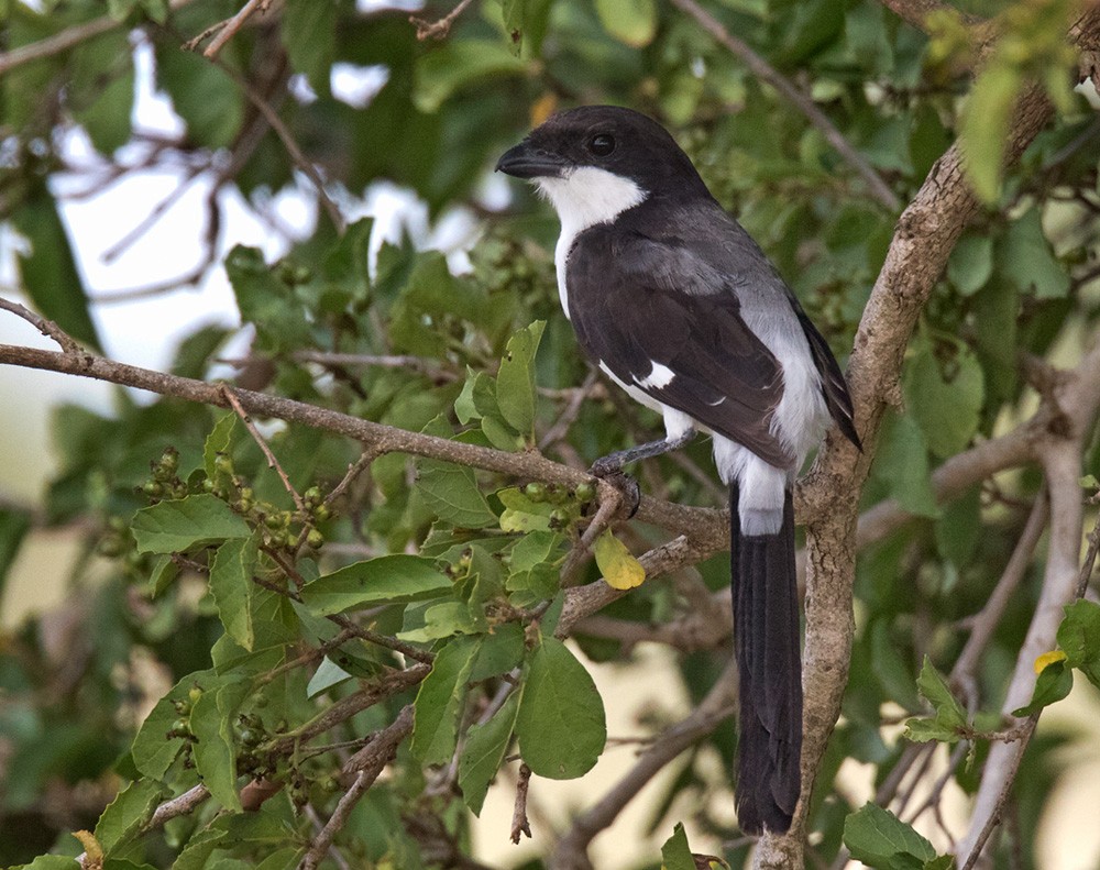 Long-tailed Fiscal - ML205993011