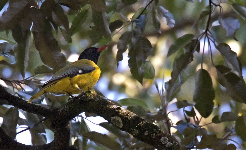 Western Black-headed Oriole - ML205993031