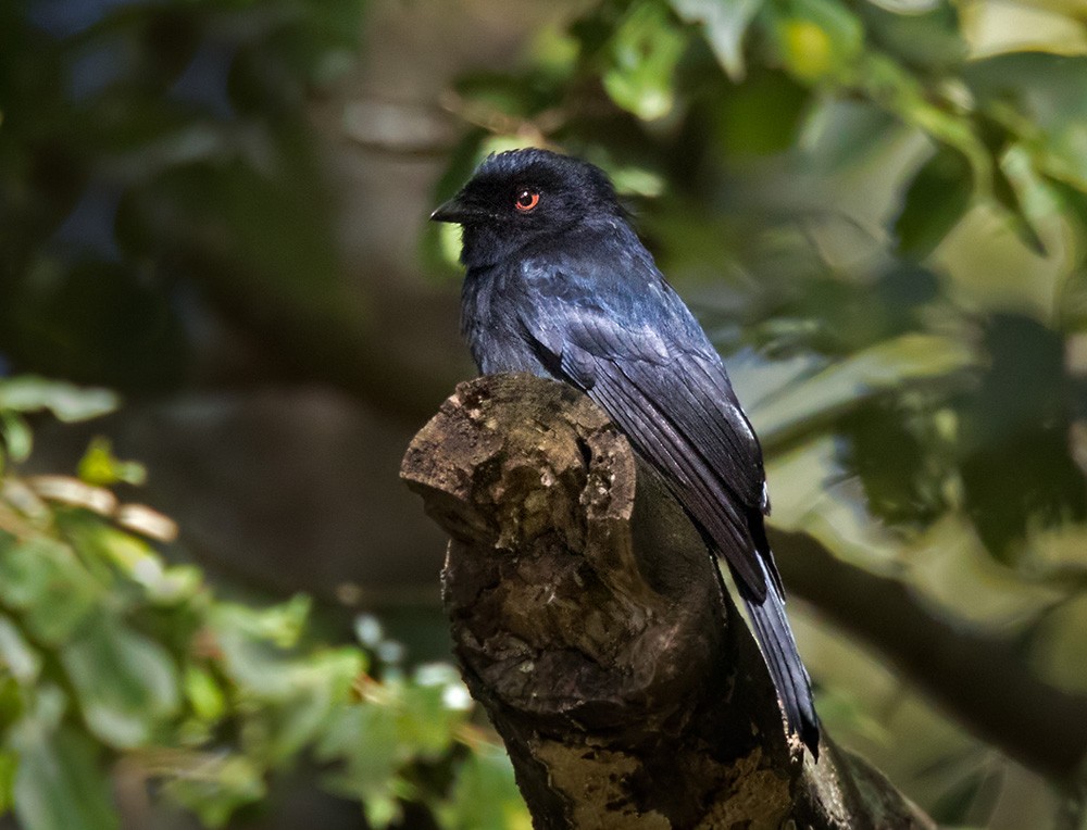 Sharpe's Drongo (Eastern) - ML205993051