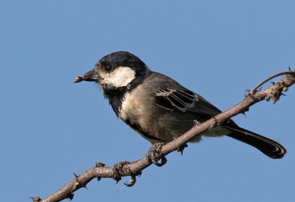 Somali Tit - Lars Petersson | My World of Bird Photography