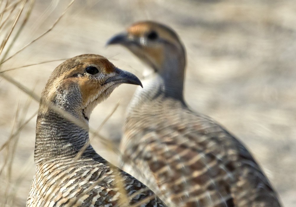 Gray Francolin - ML205993311