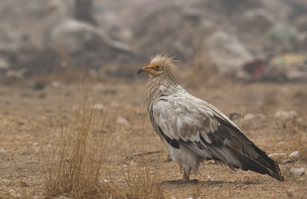 Egyptian Vulture - Lars Petersson | My World of Bird Photography