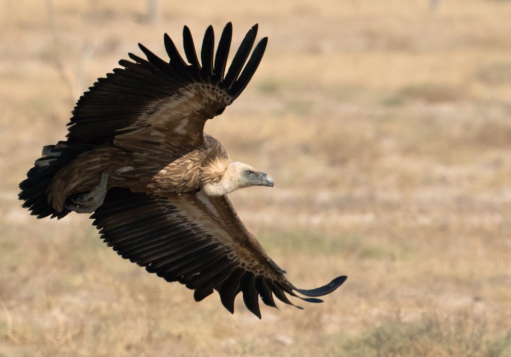 Eurasian Griffon - Lars Petersson | My World of Bird Photography