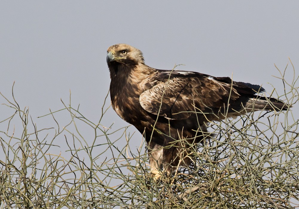 Aigle impérial - ML205993581