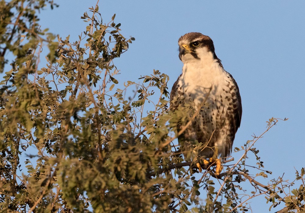 Falco laggar - ML205993741