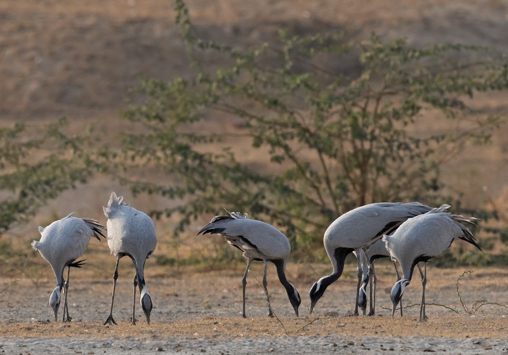 Demoiselle Crane - ML205993761